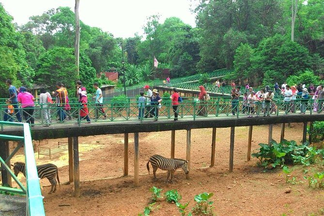 Malacca Zoo & Crocodile Park Tour from Kuala Lumpur with Lunch - Authentic Travel Experience