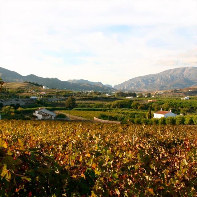 Malaga: White Village, Vineyard, and Wine Tasting Wine Tour - Key Points