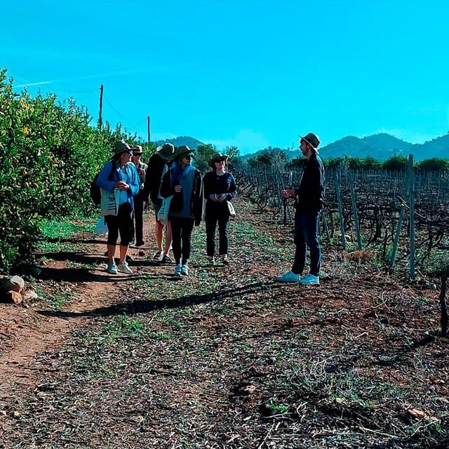 Malaga: White Village, Vineyard, and Wine Tasting Wine Tour - The Itinerary Breakdown: What You Can Expect