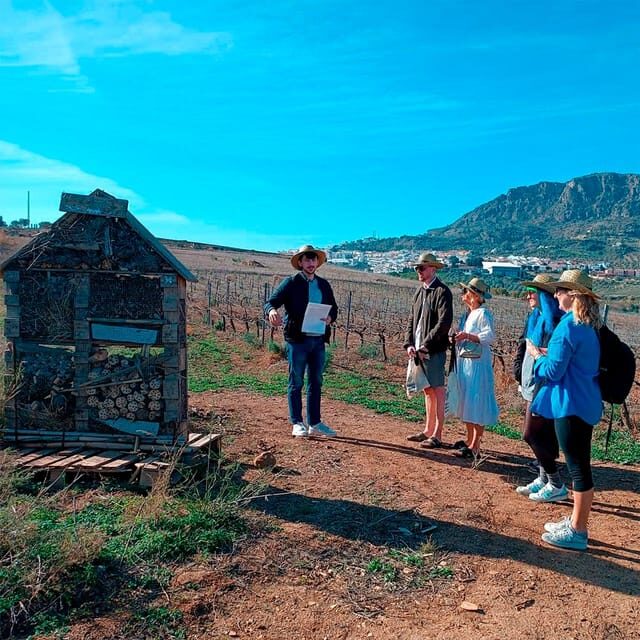 Malaga: White Village, Vineyard, and Wine Tasting Wine Tour - Practical Tips & Considerations