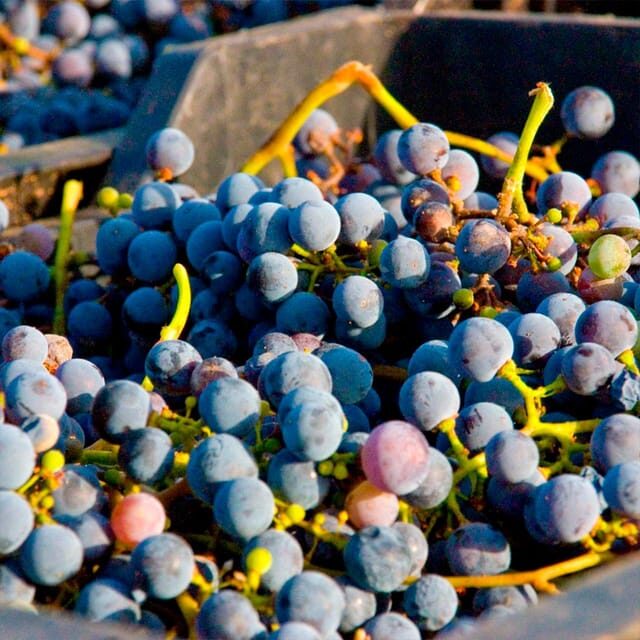 Malaga: White Village, Vineyard, and Wine Tasting Wine Tour - The Best Fit for This Tour