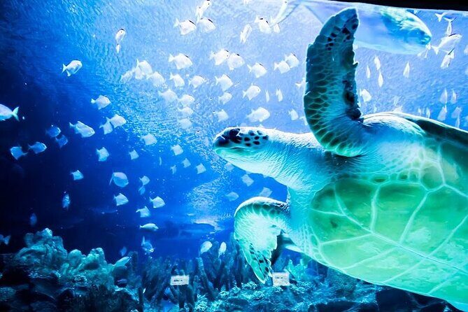 Malaysia: Aquaria KLCC Entry Ticket - A Deep Dive into the Experience