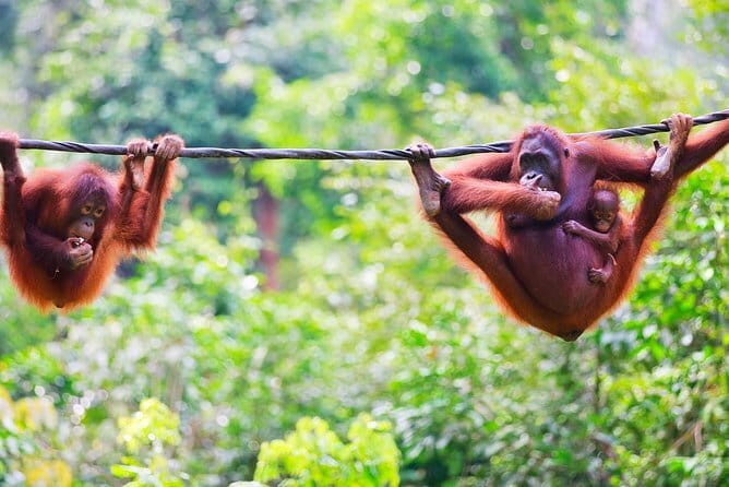 Malaysia: Melaka A'famosa Water Park & Safari Wonderland Ticket - Practical Tips for Visiting