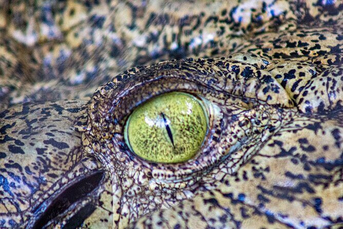 Malcolm Douglas Crocodile Park Tour Including Transportation - Who Should Book This Tour?