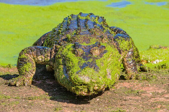 Malcolm Douglas Crocodile Park Tour Including Transportation - FAQ