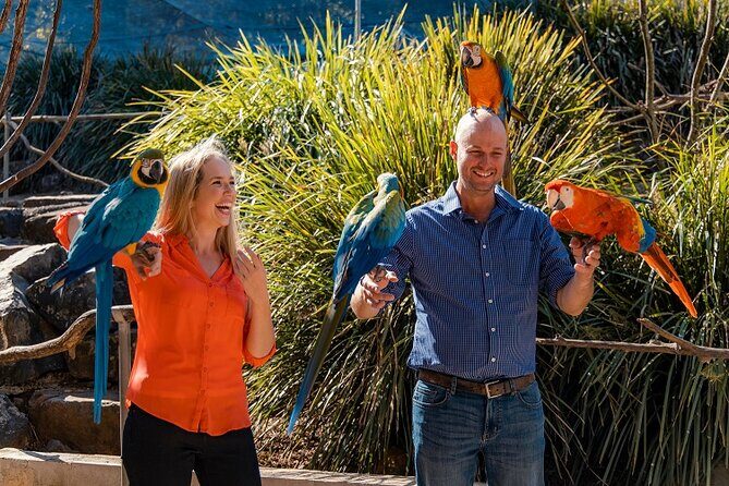 Maleny Botanic Gardens Bird Aviary Experience Ticket - The Bird Aviary Experience: A Closer Look