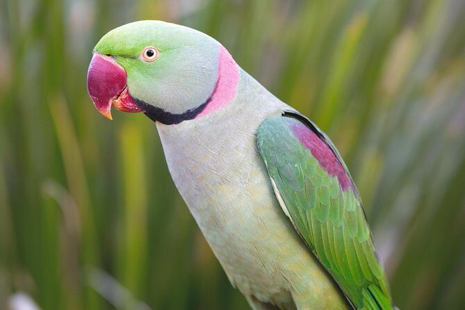 Maleny Botanic Gardens Bird Aviary Experience Ticket - The Scenic Views and Additional Features