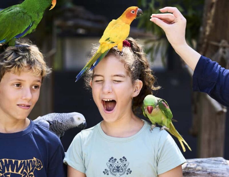 Maleny: Maleny Botanic Gardens & Bird World Entry Ticket - Exploring Maleny Botanic Gardens & Bird World: A Practical Guide