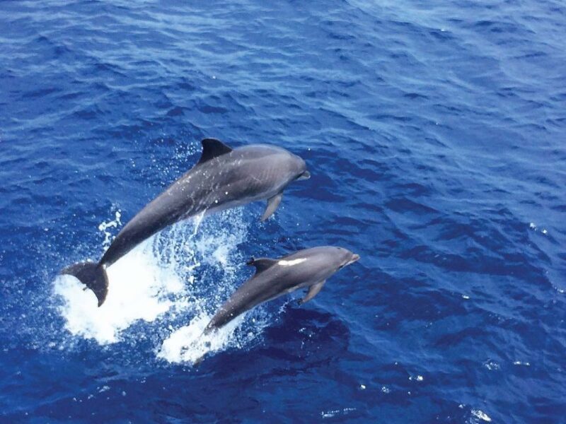 Mallorca: 2-Hour Dolphin Watching Cruise & Glass-Bottom Boat - Frequently Asked Questions