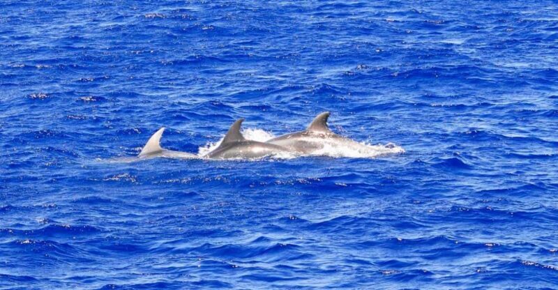 Mallorca: 3-Hour Afternoon Dolphin Watching Boat Tour - An In-Depth Look at the Mallorca Dolphin Watching Tour