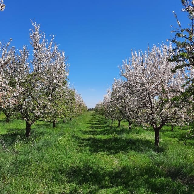 Mallorca: Almond Blossom Minivan Tour with tasting - GERMAN - An In-Depth Look at the Mallorca Almond Blossom Tour