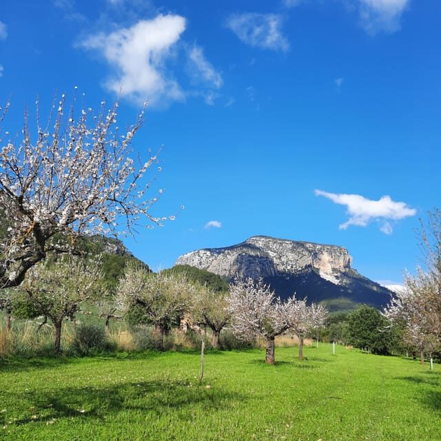 Mallorca: Almond Blossom Minivan Tour with tasting - GERMAN - The Sum Up