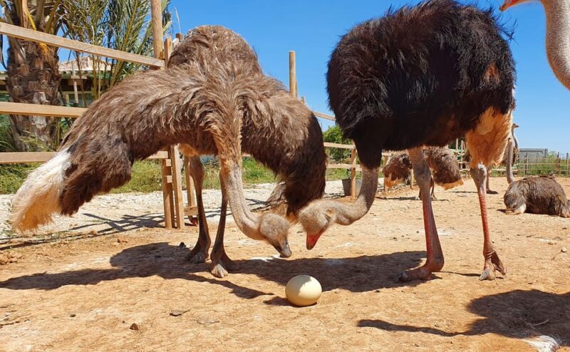 Mallorca: Artestruz - Ostrich Farm Ticket Entrance - Deep Dive into the Experience