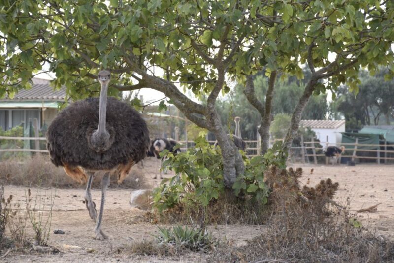 Mallorca: Artestruz - Ostrich Farm Ticket Entrance - Who Should Visit Artestruz?