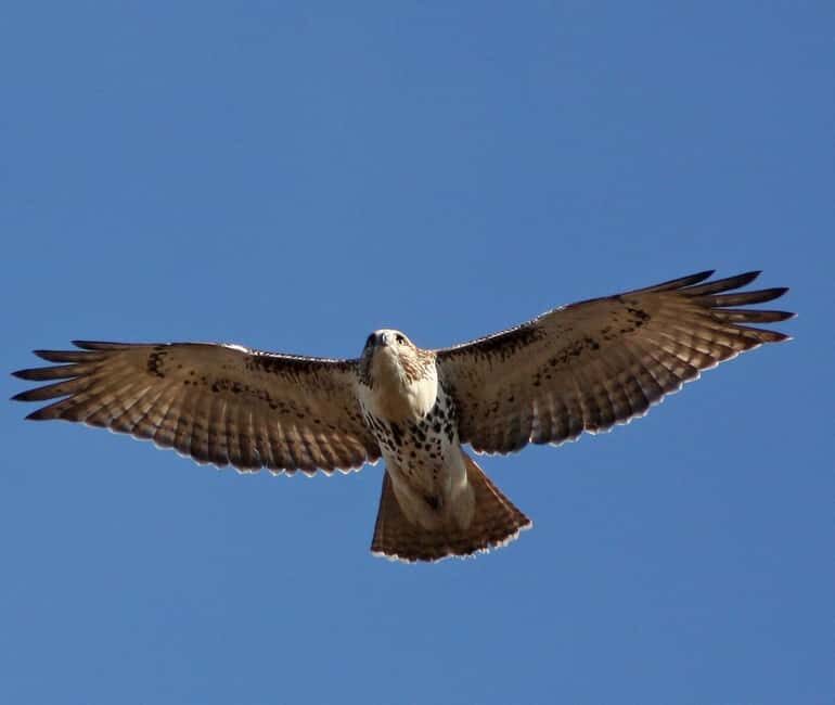 Mallorca: Boat tour to Dragonera Island + Sant Elm - An Overview of the Experience