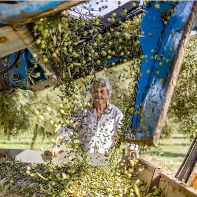 Mallorca: Bodega & Olives Minibustour with wine/oil tasting - Key Points