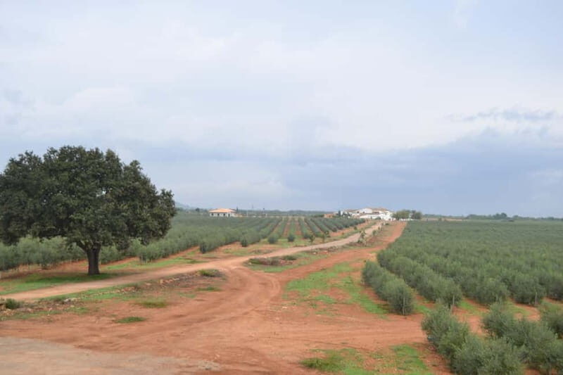 Mallorca: Bodega & Olives Minibustour with wine/oil tasting - FAQ