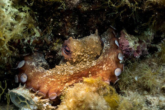 Mallorca: Discover Scuba Diving from the beach - What’s Included and What’s Not