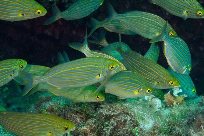 Mallorca: Discover Scuba Diving from the beach - Who Should Book This Experience?