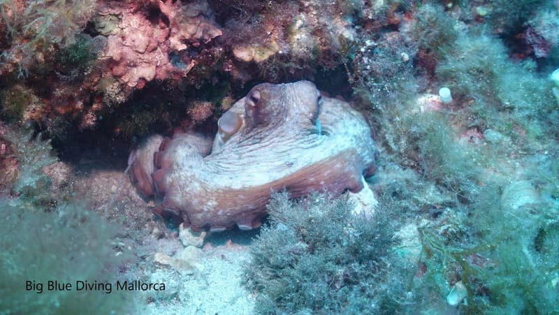 Mallorca: Discover Scuba Diving from the boat - Key Points