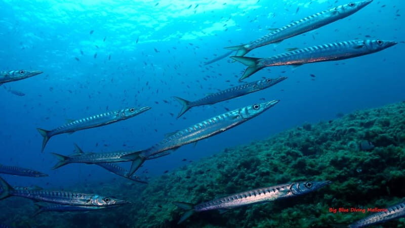 Mallorca: Discover Scuba Diving from the boat - An In-Depth Look at Mallorca’s Discover Scuba Experience