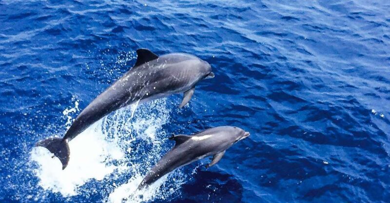 Mallorca: Dolphin Watching Cruise - Exploring the Itinerary in Detail