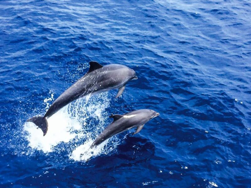 Mallorca: Dolphin Watching Cruise - What Travelers Say