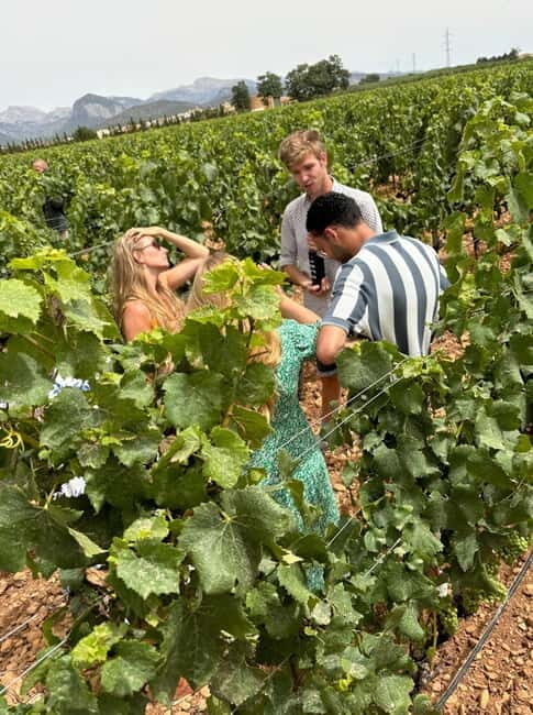 Mallorca: Exclusive wine tour with breakfast, wine tasting, and paella - Gastronomic Highlights: Breakfast and Paella
