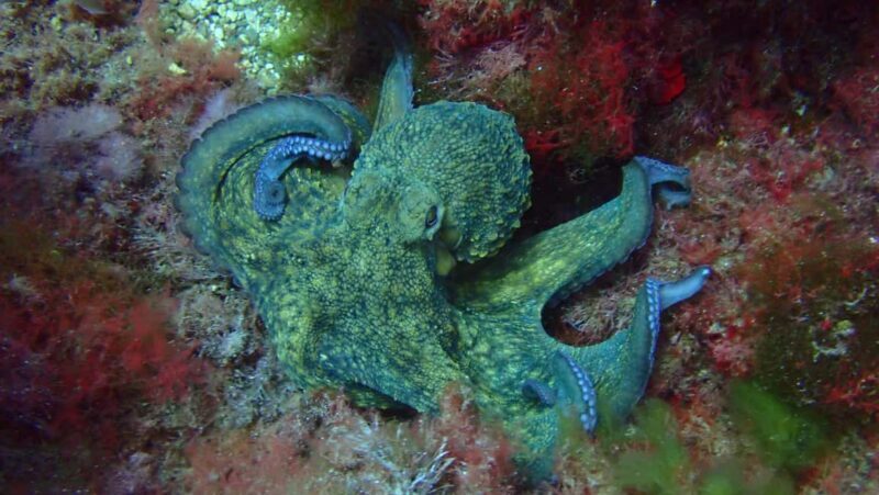 Mallorca: Guided Scuba Diving - FAQ