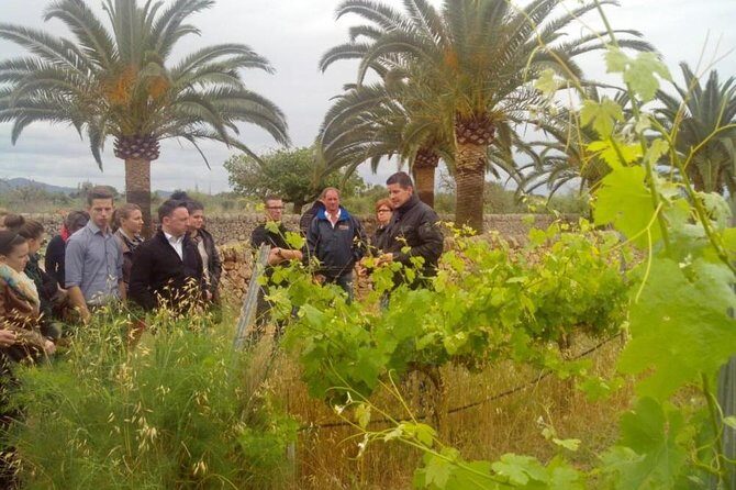 Mallorca Half Day Private Wine Tour with Wine Tasting - Key Points