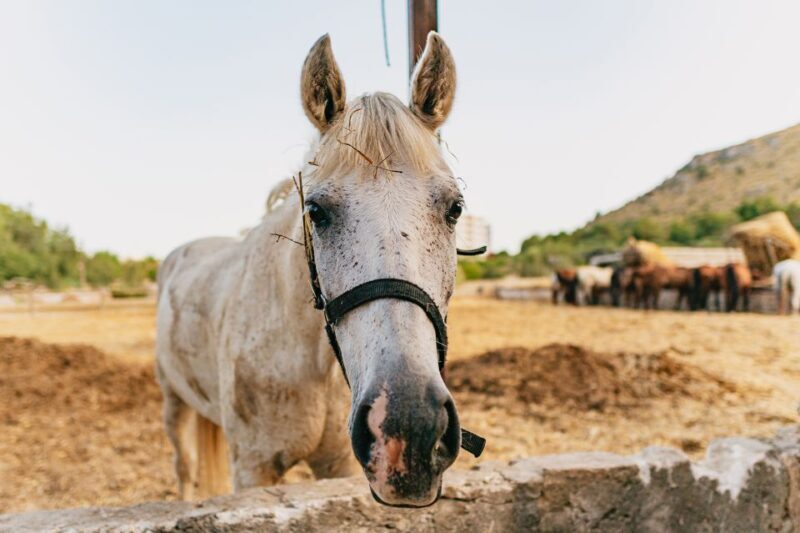 Mallorca: Horseback Riding Experience with Food Options - Summary: Who Will Love This Tour?