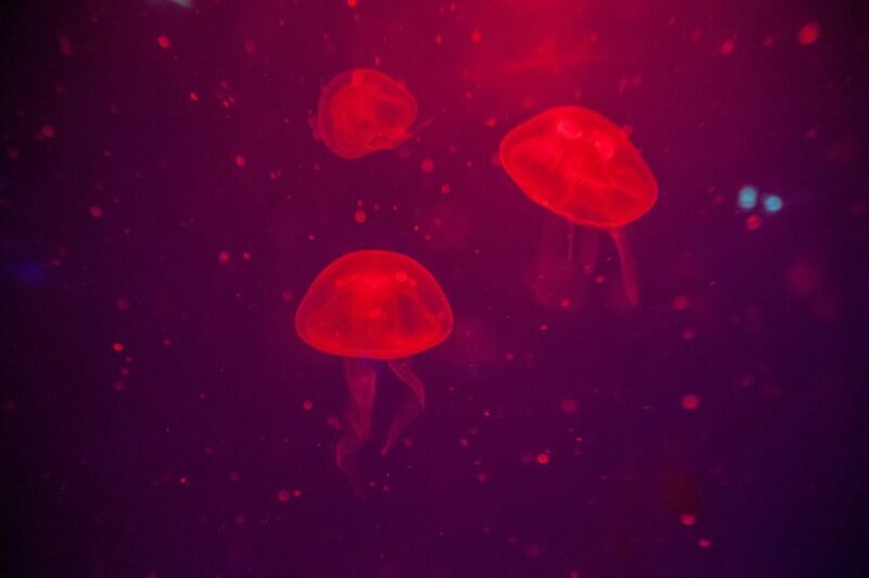 Mallorca: Palma Aquarium Tickets with Transfer - The Sum Up