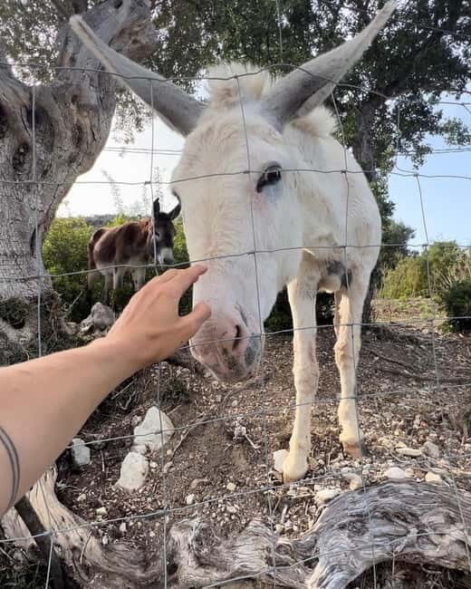 Mallorca: Self guided E-Scooter tour - Countryside - The Scenic Stops and Hidden Spots
