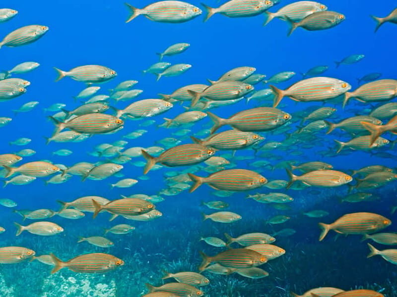 Mallorca: Snorkeling tour with instructor from a boat in a hidden bay - Value for Money