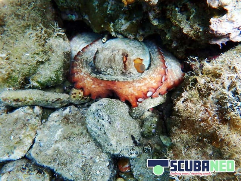 Mallorca: Snorkeling tour with instructor from a boat in a hidden bay - Who Would Enjoy This Tour?