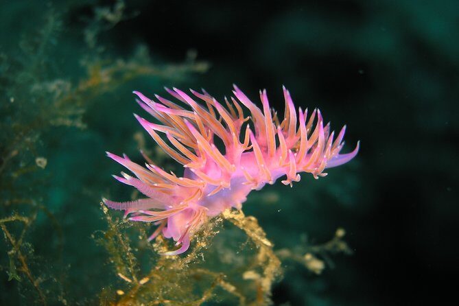 Mallorca: SSI Open Water Diver course - What You Can Expect from the Mallorca SSI Open Water Diver Course