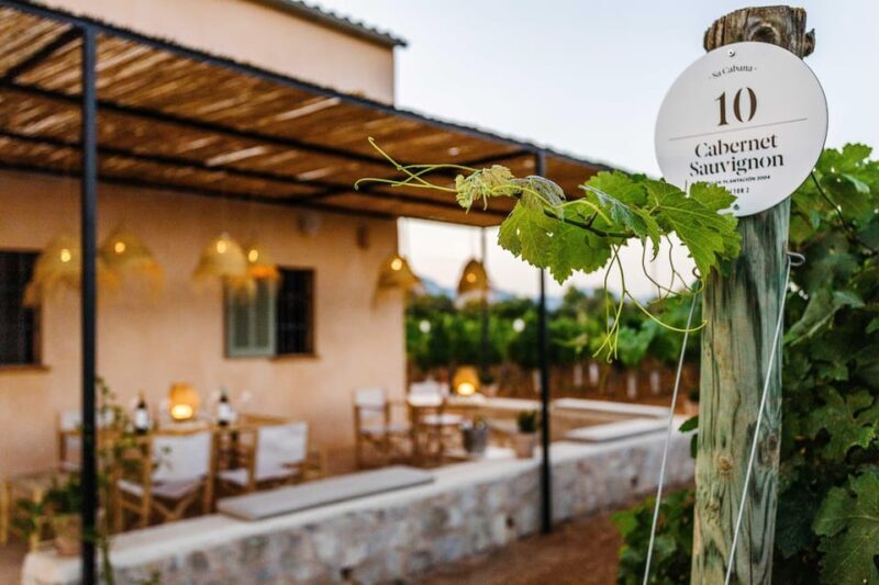 Mallorca: Sunset Wine Tasting Minibus Tour - ENGLISH GUIDE - Key Points