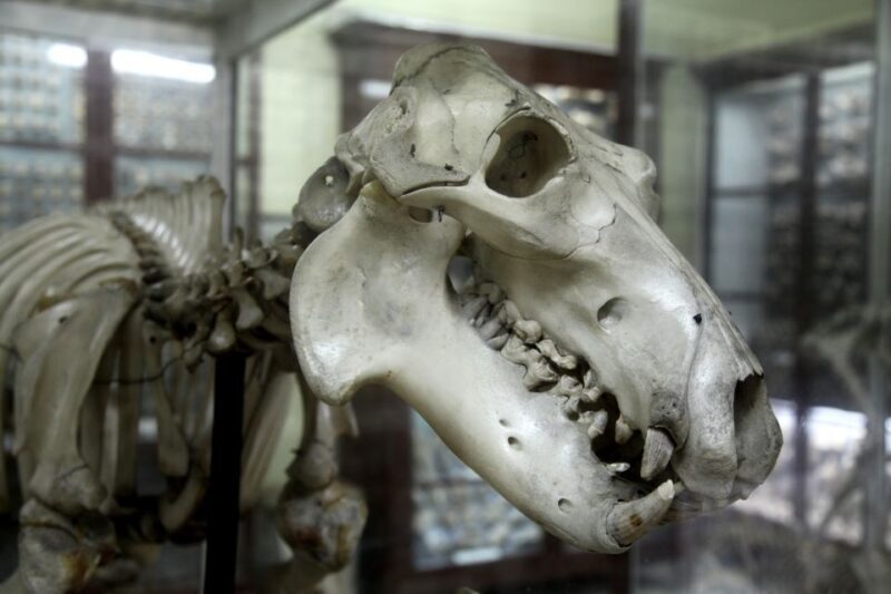 Malta: Prehistoric Temples and Highlights of the South - Key Points