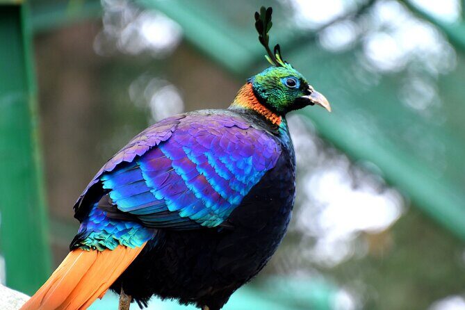 Manali Tour Package - An In-Depth Look at the Itinerary & Experience