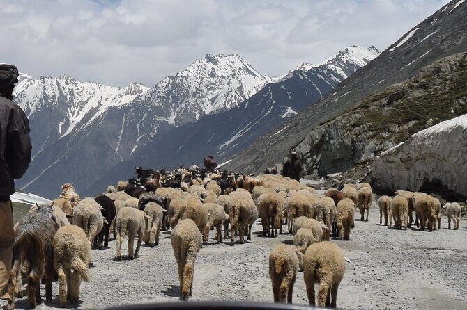Manali Tour Package - FAQs about the Manali Tour Package