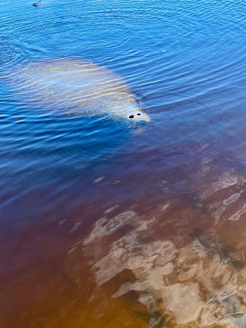 Manatee and Nature Tour of Ormond Beach - Key Points