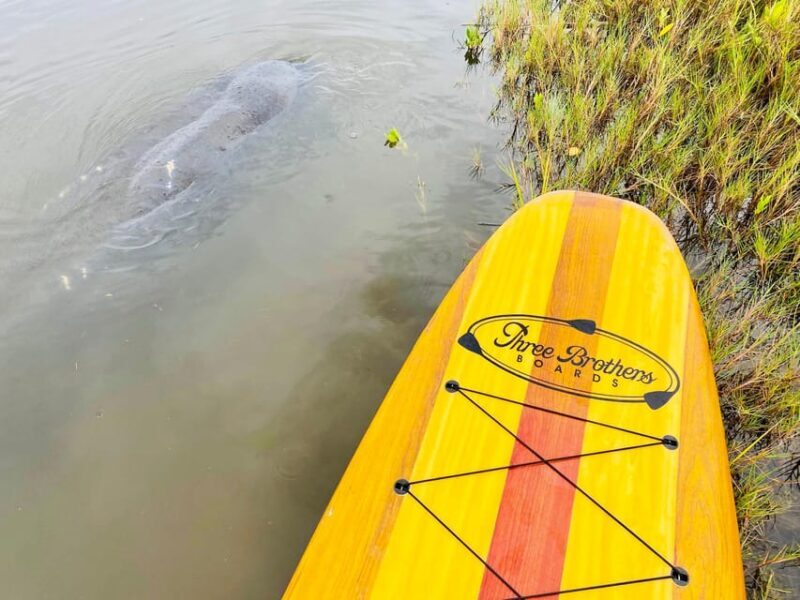Manatee and Nature Tour of Ormond Beach - An In-Depth Look at the Manatee and Nature Tour of Ormond Beach