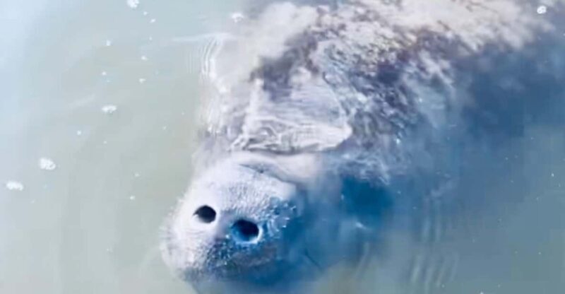 Manatee and Nature Tour of Ormond Beach - Educating and Entertaining the Group