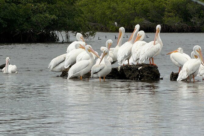 Manatee and Wildlife Boat Tour - FAQ