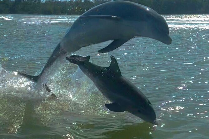 Manatee, Dolphin and 10,000 Islands Sunset Cruise! - Navigating through the Everglades and the 10,000 Islands