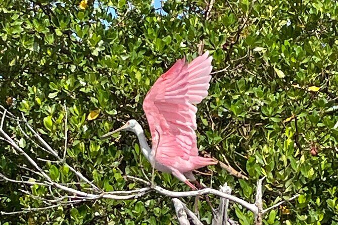Manatee, Dolphin and 10,000 Islands Sunset Cruise! - Who should consider this tour?