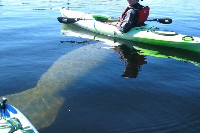 Manatee Kayak Encounter - Who Should Consider This Tour?