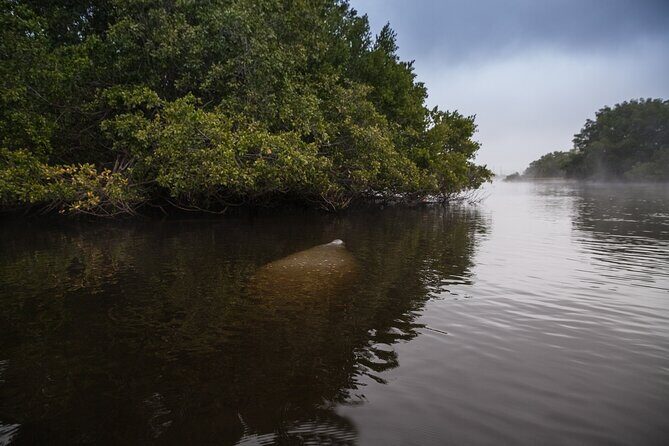 Manatees, Grasslands and Mangroves kayak Tour (Small Group Tour) - Who Will Love This Tour?