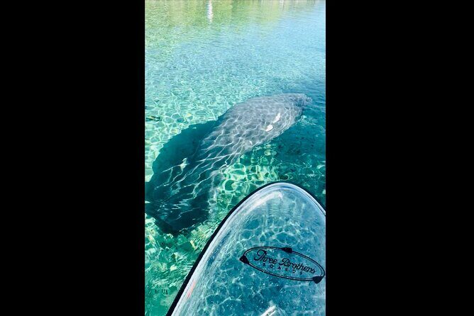 Manatees, Monkeys and Florida Natural Spring Adventure Tour - The Experience Overview