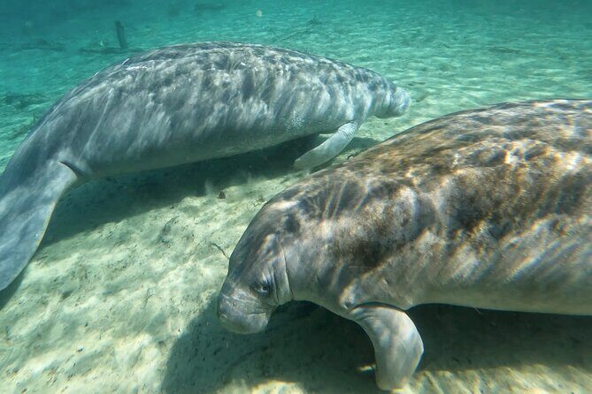 Manatees, Monkeys and Florida Natural Spring Adventure Tour - The Itinerary: What to Expect